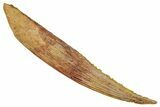 Fossil Shark (Hybodus) Dorsal Spine - Kem Kem Beds, Morocco #277673-1